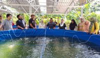 Budidaya Ikan Bioflok Palu