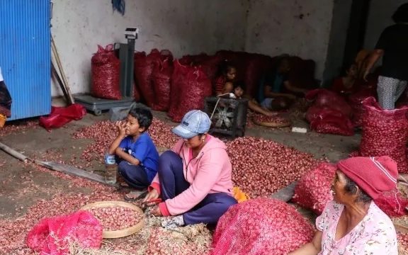 Upah Buruh Pengupas Bawang Rp700.000