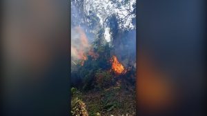 Kebakaran Hutan Donggala